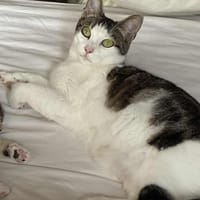 Pomponette, chatte à adopter