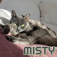 MISTY  Offrez lui un miracle, chatte à adopter