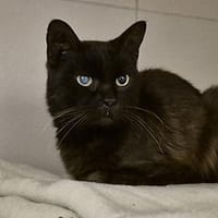 Akao, chat à adopter