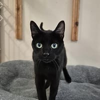 Dotty, chatte à adopter