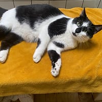 Milouh, chat à adopter