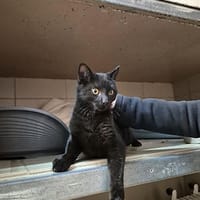 Spider, chat à adopter