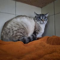 Sushi, chatte à adopter