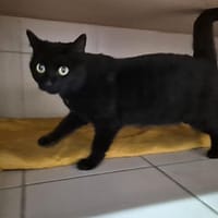 Rebelle, chatte à adopter