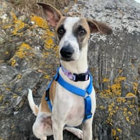 Alien, chien à adopter