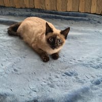 GEMA, chatte à adopter