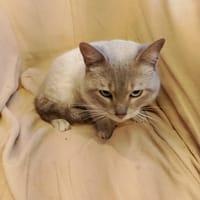 ZIRO, chat à adopter