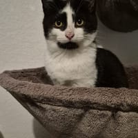 Fleche, chat à adopter