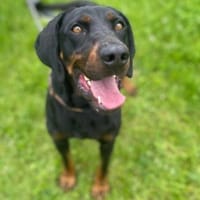 Hektor, pies do adopcji