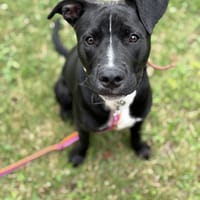 Pako, pies do adopcji