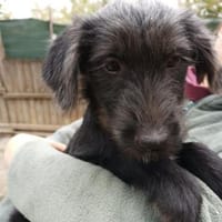 Pippin, hübsches Mädchen, Hündin zur Adoption