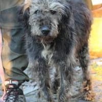 Nevado - hübscher Wuschelrüde, Hund zur Adoption