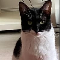 Martina - Das Schicksal will es anders, Katze zur Adoption