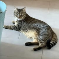 Vermittlungshilfe für junge Dame Arya, Katze zur Adoption