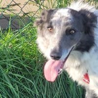 Blue- liebes, schlaues Kerlchen, Hund zur Adoption