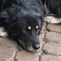 Niko- dankbarer Hütehund auf Heimatsuche, Hund zur Adoption
