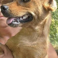 Helia, klein, zart sucht Körbchen, Hündin zur Adoption