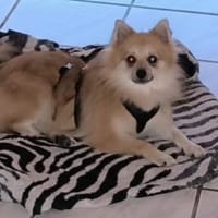 Ferike° in 46514 Schermbeck, Hund zur Adoption