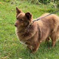 Lulu wartet in 52372 Kreuzau, Hündin zur Adoption