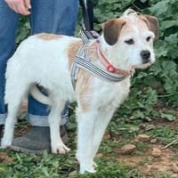 Fröhliche Jess wartet auf ihre 2. Chance, Hündin zur Adoption