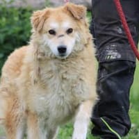 Bailey - hübscher, aufgeweckter Rüde, Hund zur Adoption