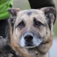 Ojade - kinderlieb u. sehr zutraulich, Hündin zur Adoption