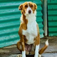 Tani - kleine süße Maus sucht Zuhaus, Hündin zur Adoption