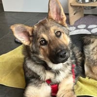 Akela such ihr Für-immer-Zuhause, Hündin zur Adoption