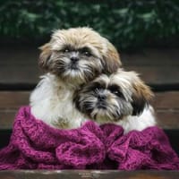 2 Minis suchen ein zuhause, Hund zur Adoption