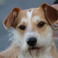 Memo - goldiger, verspielter Jungrüde, Hund zur Adoption