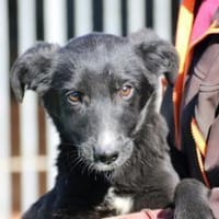 Dhahi - verspielt u. kinderlieb, Hund zur Adoption