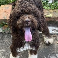 Wunderschöne Lagottomix, Hund zur Adoption