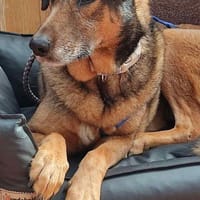 Sanfte Keeva sucht ihr Für-Immer-Zuhause, Hündin zur Adoption