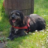 Gartenliebhaber Leroy auf Heimatsuche, Hund zur Adoption