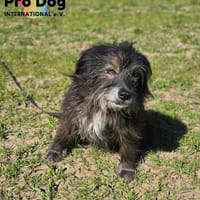 Betty auf Pflegestelle, Hündin zur Adoption