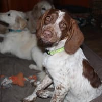 Bezaubernde kleine Iza sucht ein Zuhause, Hündin zur Adoption