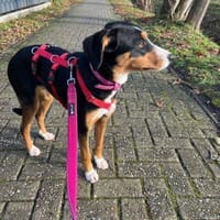 Liebe Missy sucht ihre Menschen, Hündin zur Adoption
