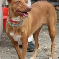 Wunderschöne Venus sucht eine Familie, Hündin zur Adoption