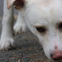 Siriu - zutraulich u. aufgeweckt, Hund zur Adoption