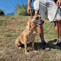 🆘 RUBY in 91616 Neusitz sucht ♥‼‼‼, Hündin zur Adoption