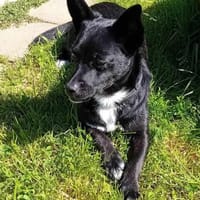 Jungspund JERRY, wo darf er einziehen?, Hund zur Adoption