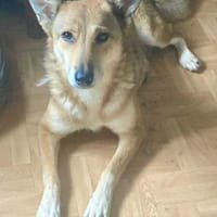 YELLOW sucht ihren Glücksort..., Hündin zur Adoption