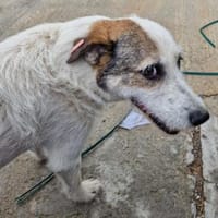 Milo, ehemaliger Streuner sucht Wärme, Hund zur Adoption