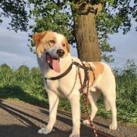 Aktiver Schmusebär Sarp- 49419 Wagenfeld, Hund zur Adoption