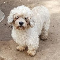 Bailey° in 65195 Wiesbaden, Hündin zur Adoption