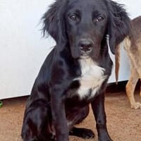 Welpenmädchen Beau sucht ein Zuhause, Hündin zur Adoption