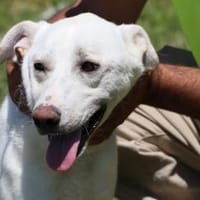 Manü - kinderlieb u. verspielt, Hund zur Adoption