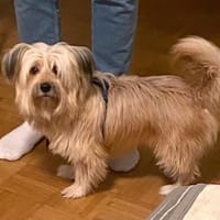 BOBBY-KLEIN , CHARMANT UND VOLLER LEBEN, Hund zur Adoption