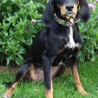 Fröhliche Peggy  sucht ein Zuhause, Hündin zur Adoption