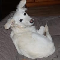 Welpenmädchen Belka sucht ein Zuhause, Hündin zur Adoption